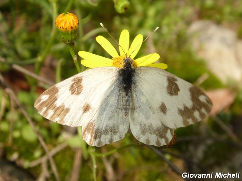 La vita in un fiore (Senecio inaequidens)